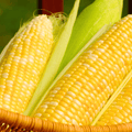 Ambrosia Corn – 30 Seeds
