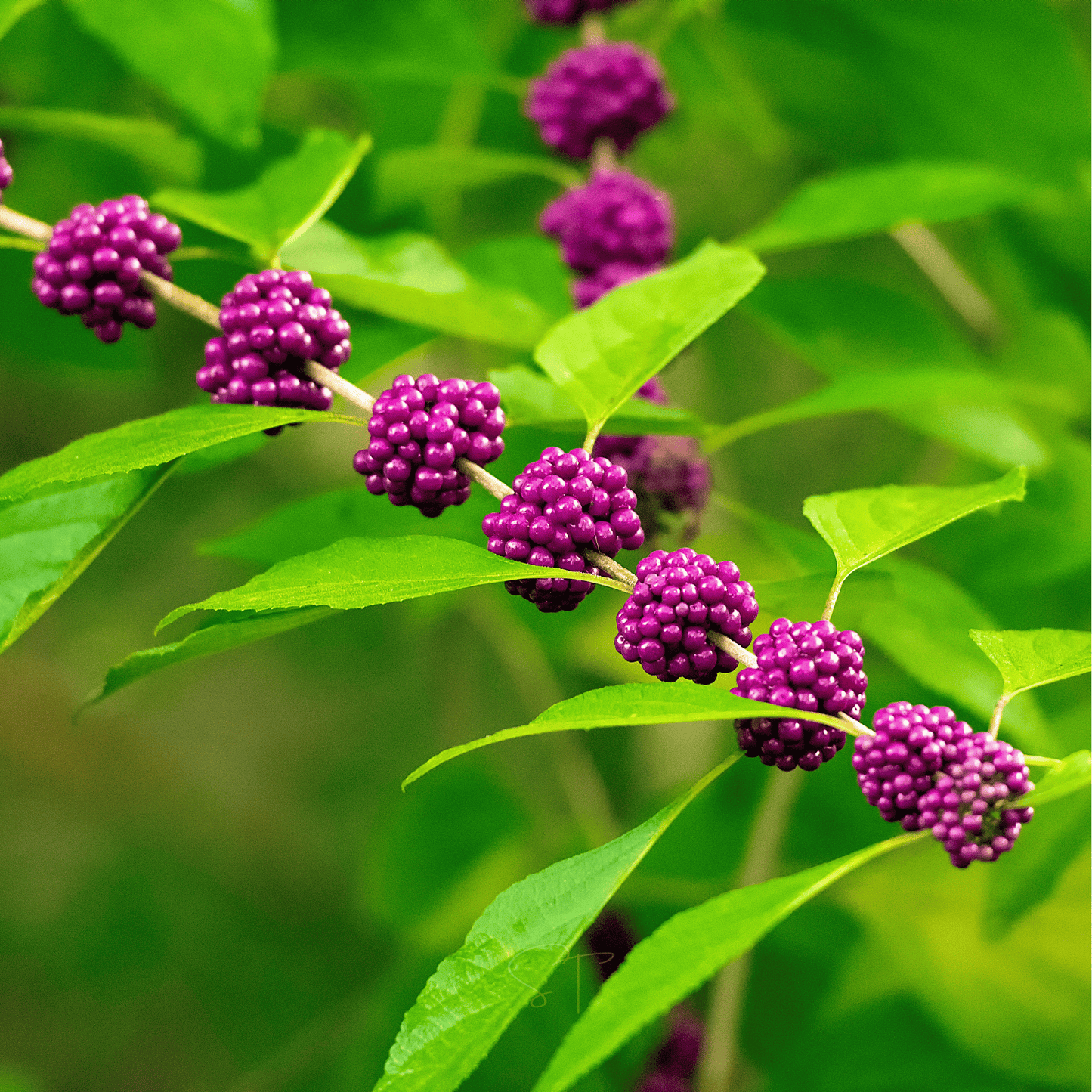 American Beautyberry – 30 Seeds