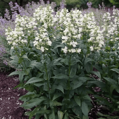 Beardtongue Foxglove – 200 Seeds
