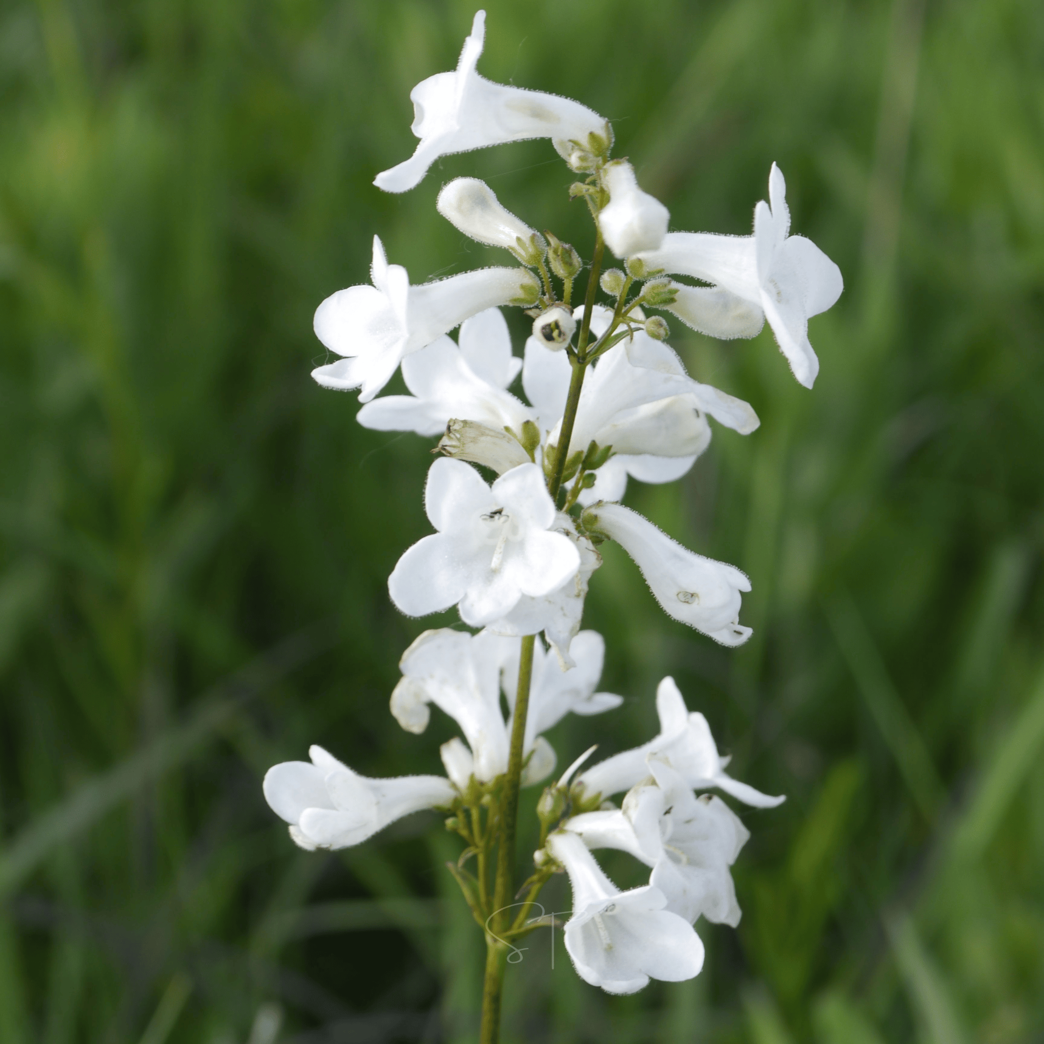 Beardtongue Foxglove – 200 Seeds