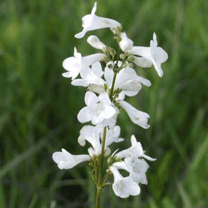 Beardtongue Foxglove – 200 Seeds