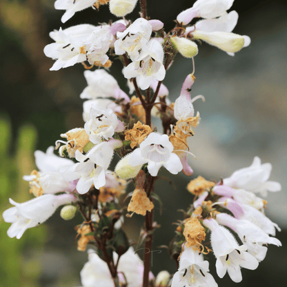 Beardtongue Foxglove – 200 Seeds
