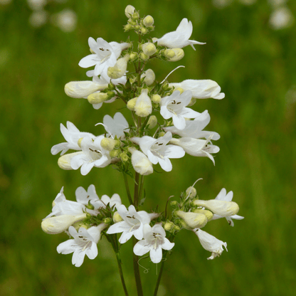 Beardtongue Foxglove – 200 Seeds