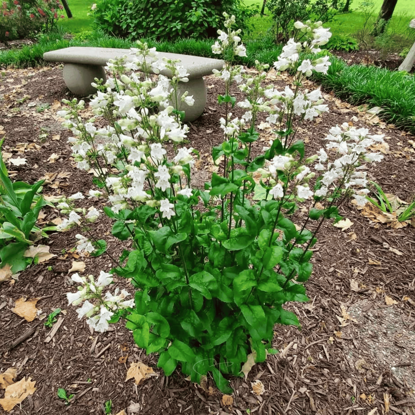 Beardtongue Foxglove – 200 Seeds