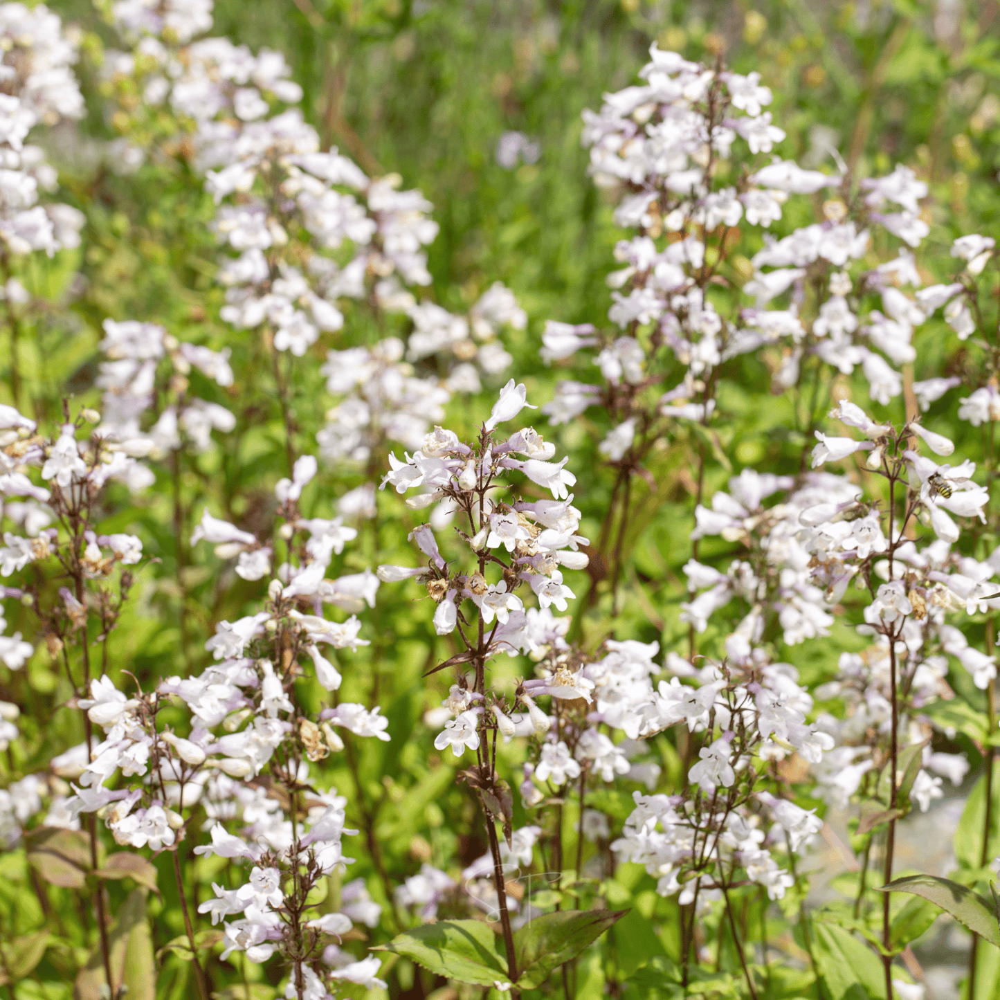 Beardtongue Foxglove – 200 Seeds