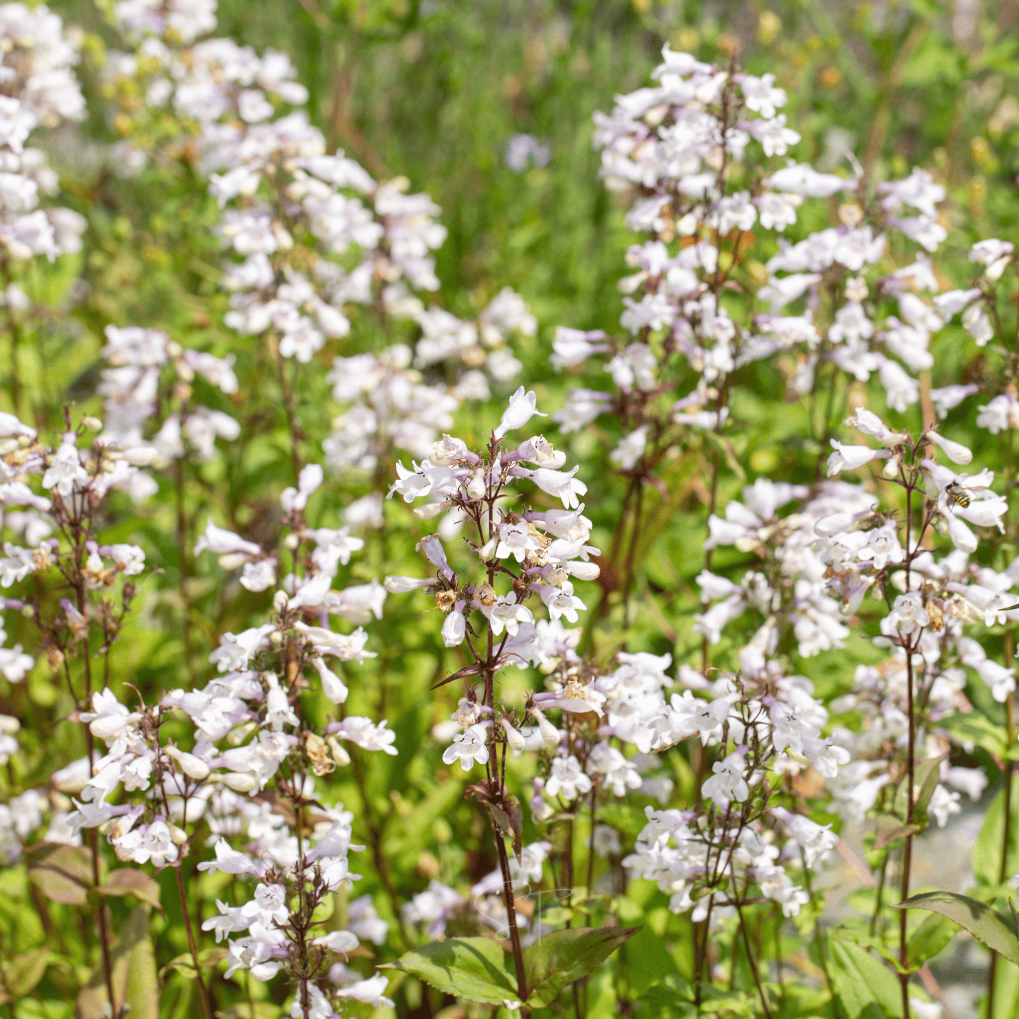 Beardtongue Foxglove – 200 Seeds