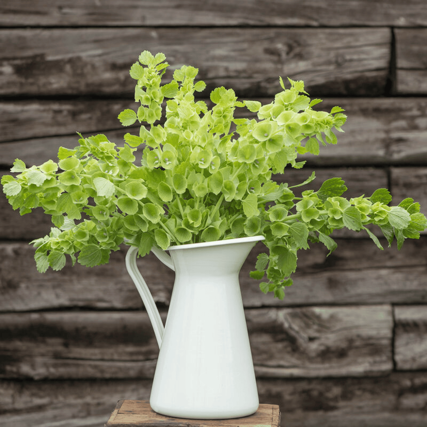 Bells of Ireland – 100 Seeds