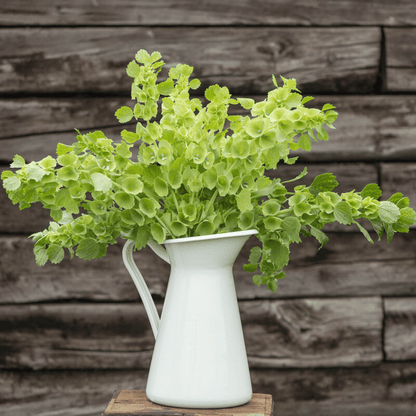 Bells of Ireland – 100 Seeds