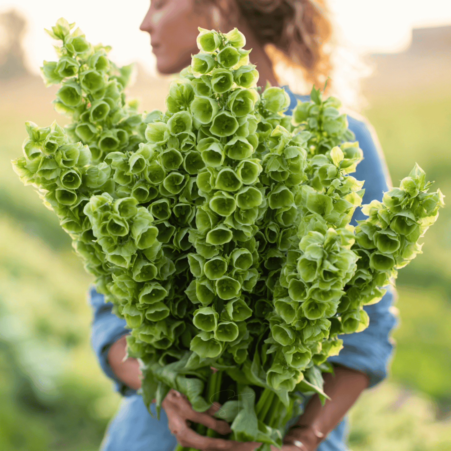 Bells of Ireland – 100 Seeds