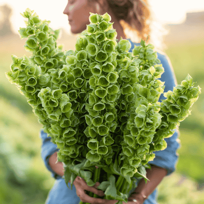 Bells of Ireland – 100 Seeds