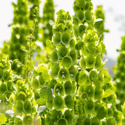 Bells of Ireland – 100 Seeds