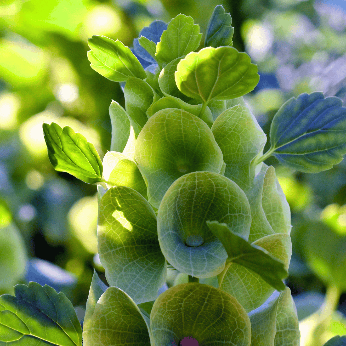 Bells of Ireland – 100 Seeds