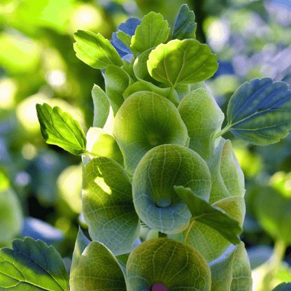 Bells of Ireland – 100 Seeds