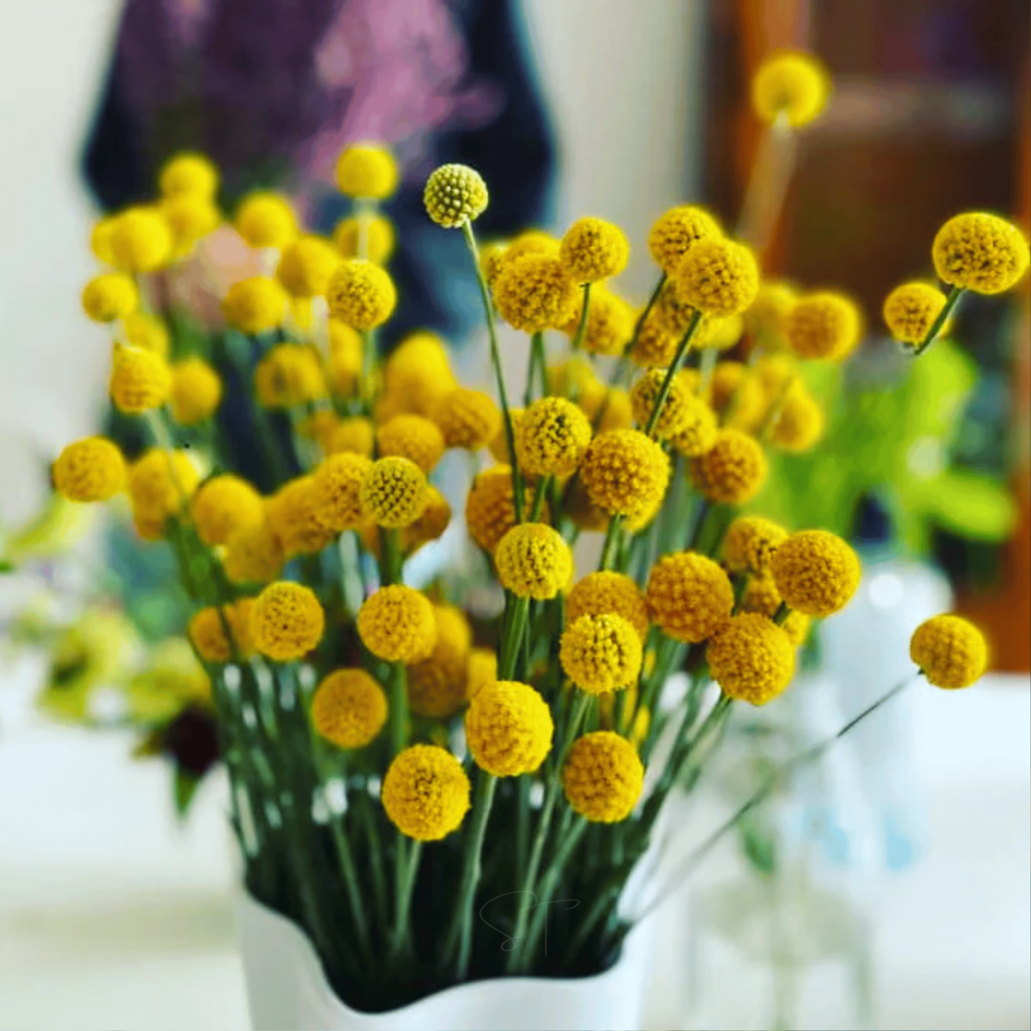 Billy Buttons (Drumsticks) – 50 Seeds