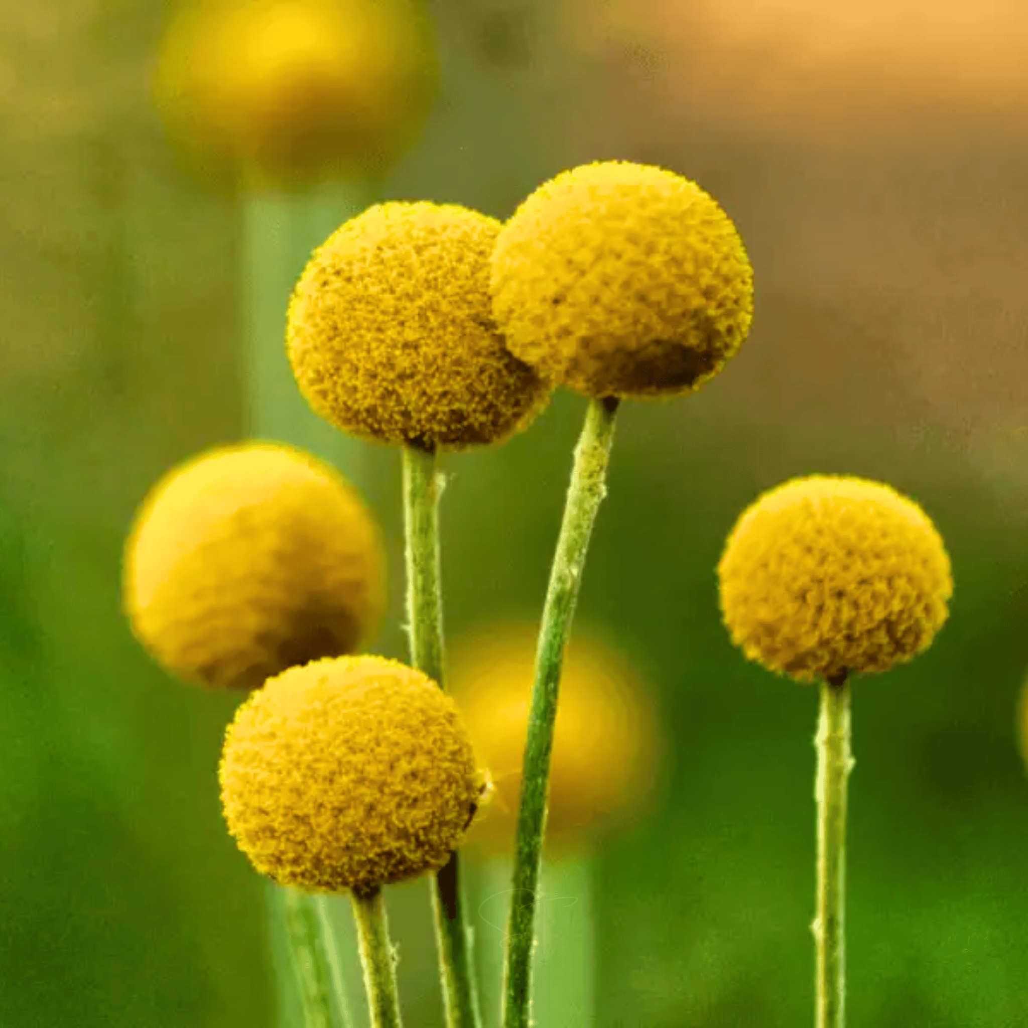 Billy Buttons (Drumsticks) – 50 Seeds