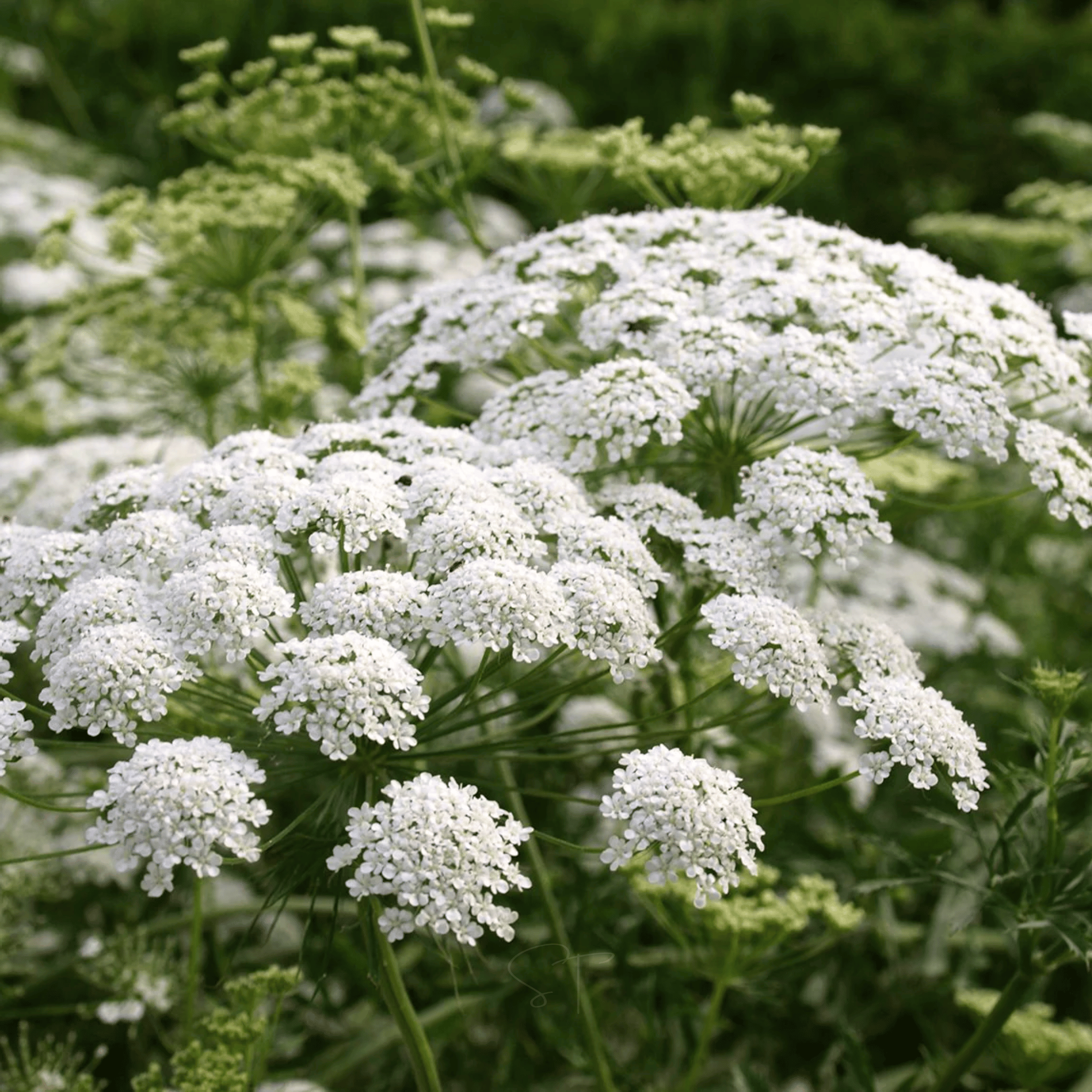 Bishop’s Flower (Wild Carrot) – 500 Seeds