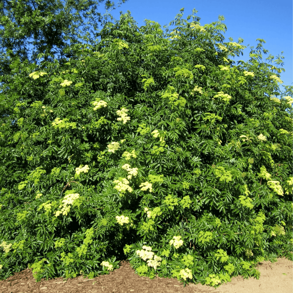 Blue Elderberry – 50 Seeds