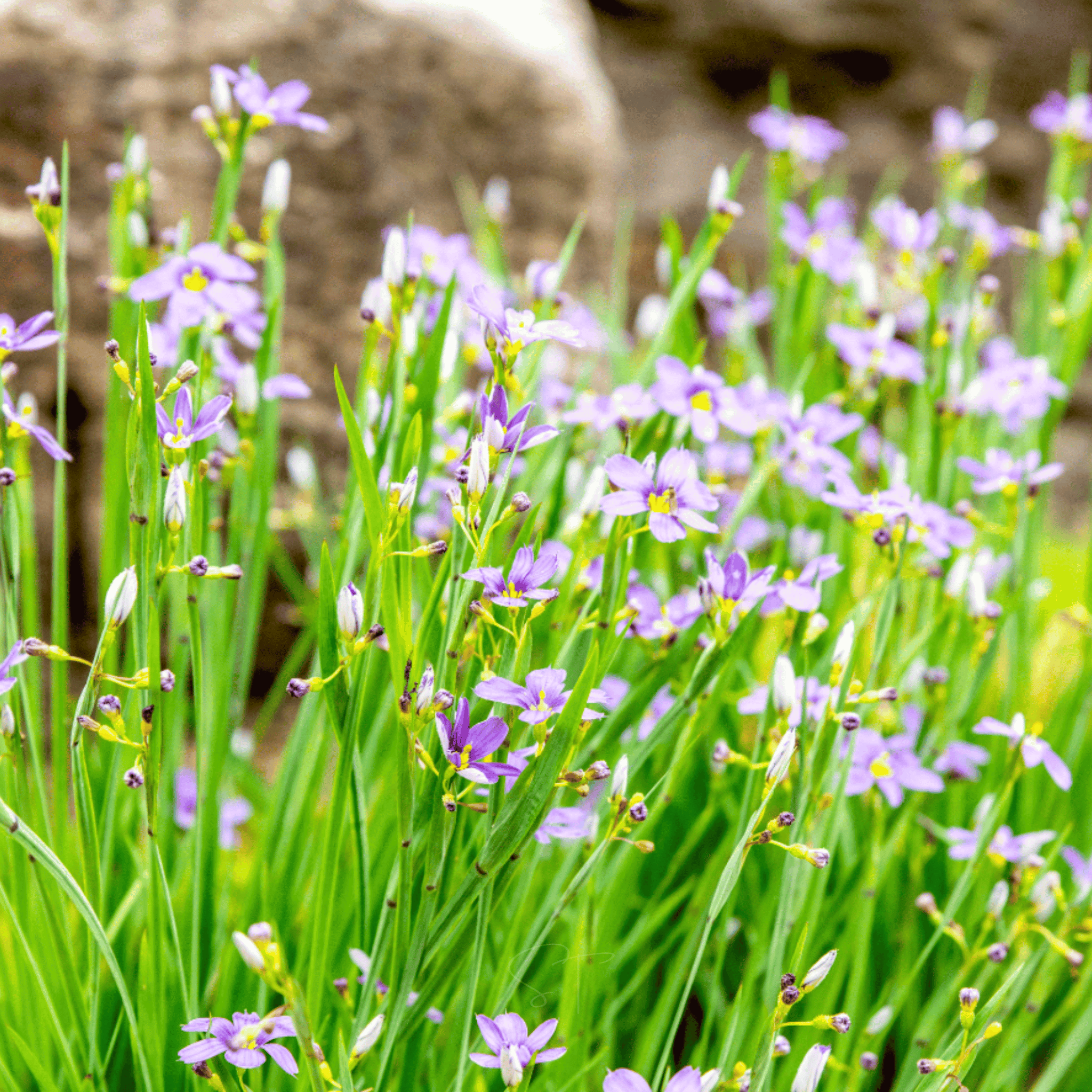 Blue Eyed Stout Grass – 50 Seeds