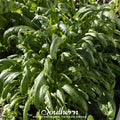 Mibuna Chinese Cabbage – 100 Seeds
