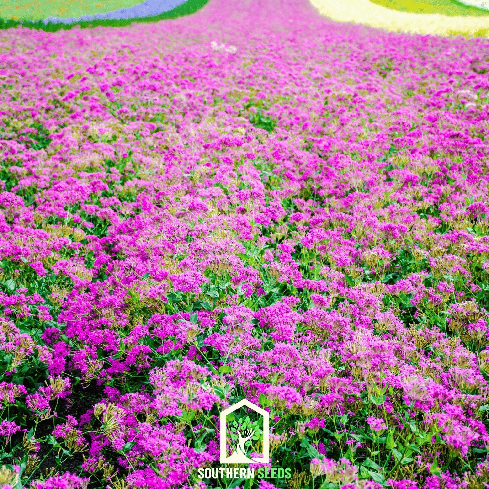 None So Pretty Catchfly – 250 Seeds
