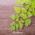 Flat Chervil – 200 Seeds