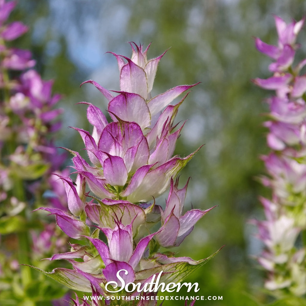 Clary Sage – 50 Seeds