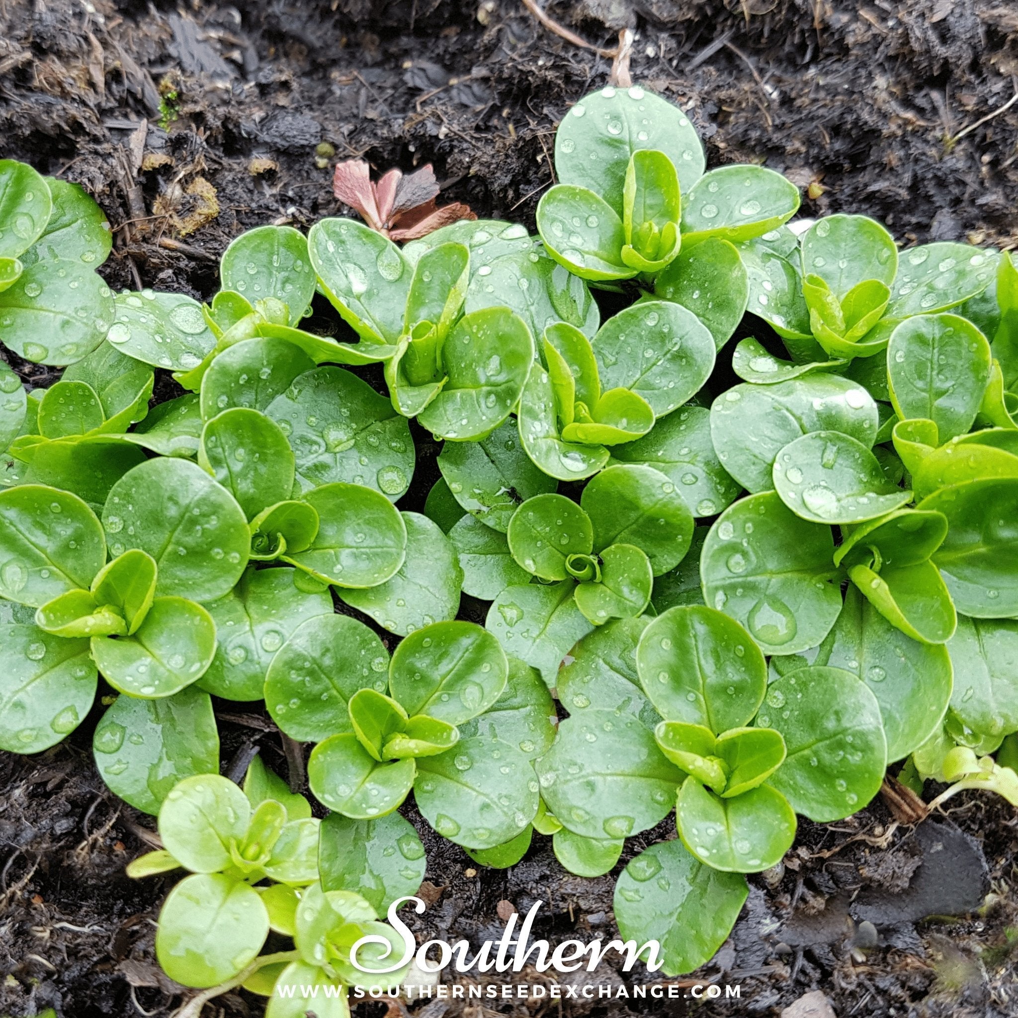 Corn Salad – 100 Seeds
