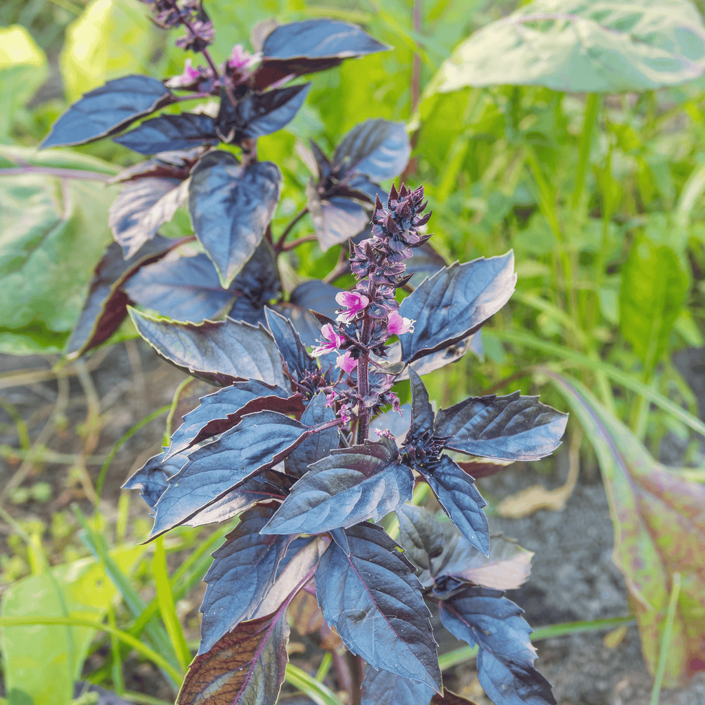 Dark Opal Basil – 250 Seeds