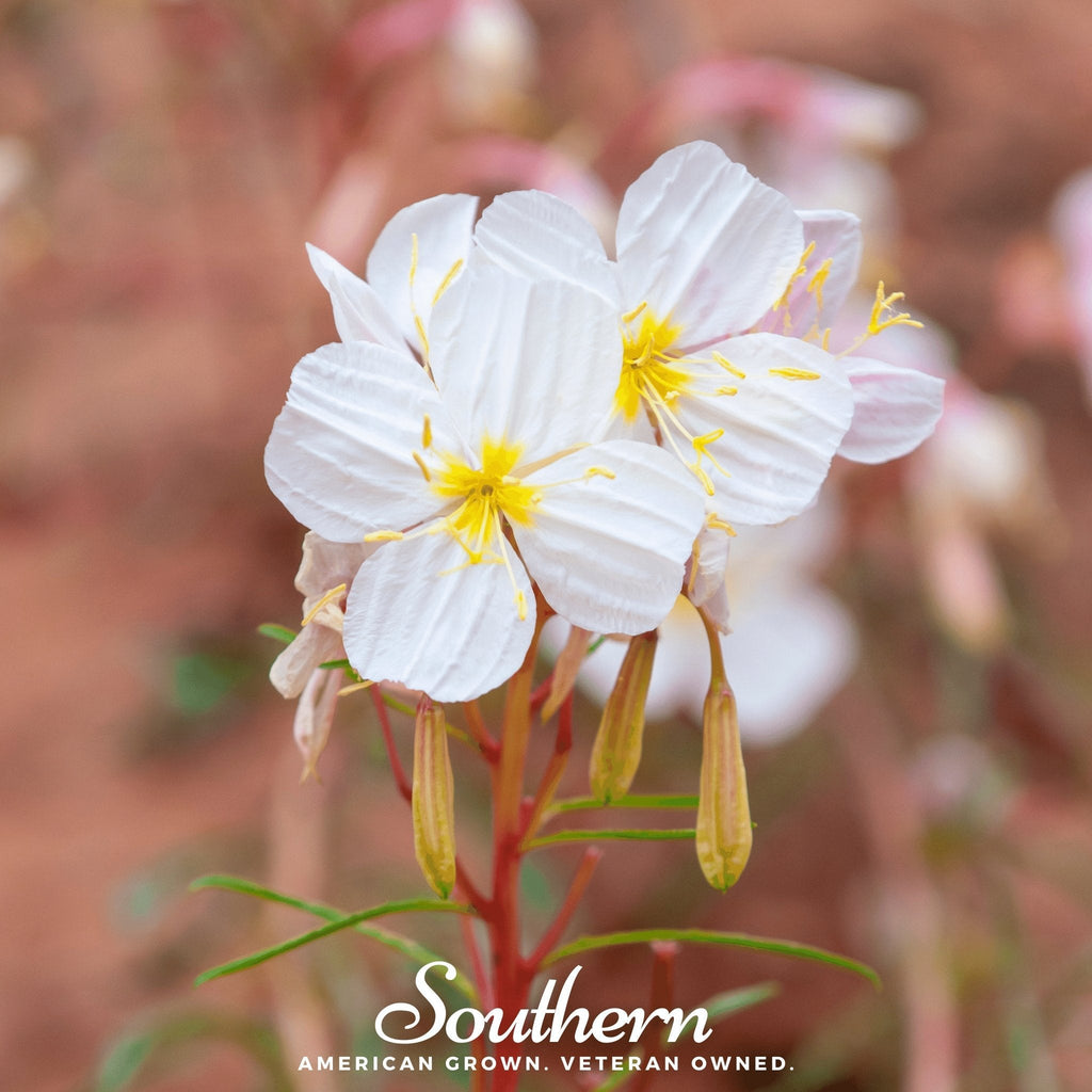 Pale Evening Primrose – 100 Seeds