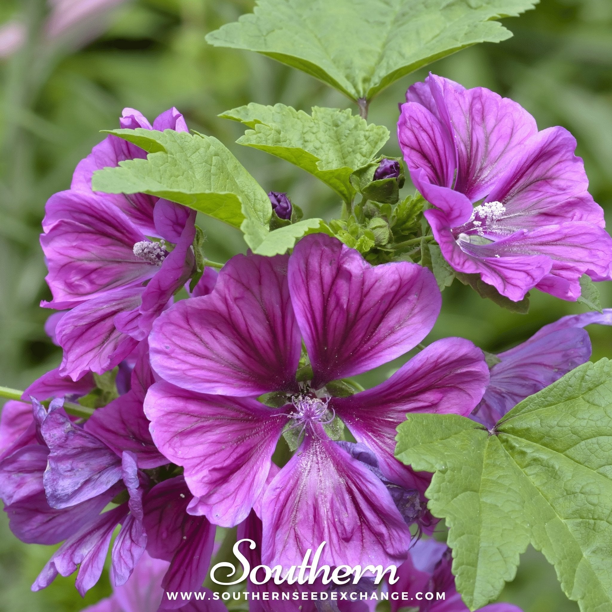 French Hollyhock – 25 Seeds