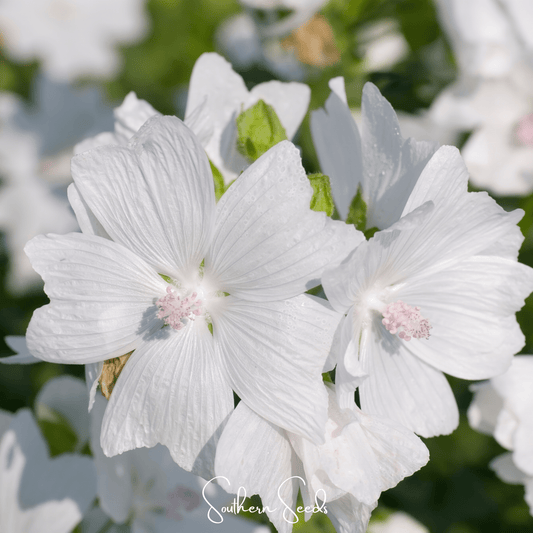 White Hollyhock – 25 Seeds