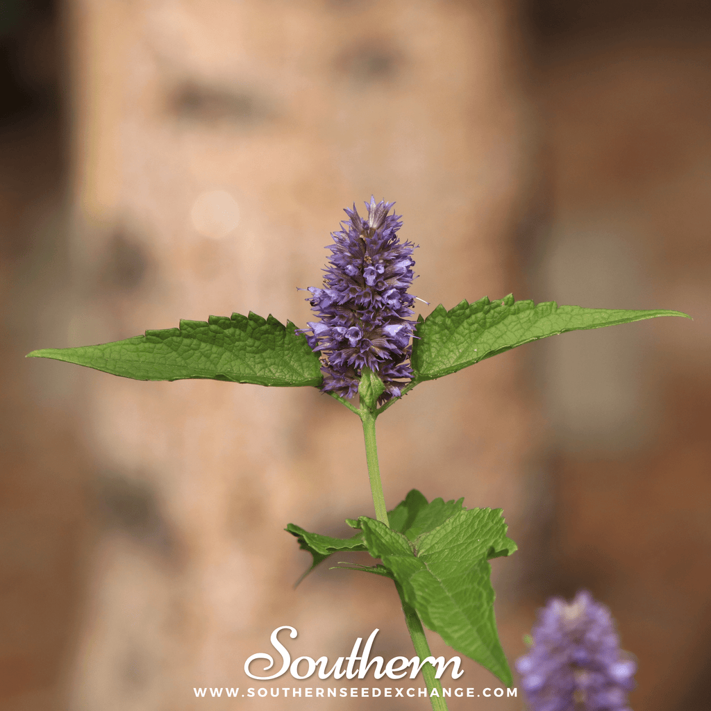 Korean Mint – 50 Seeds