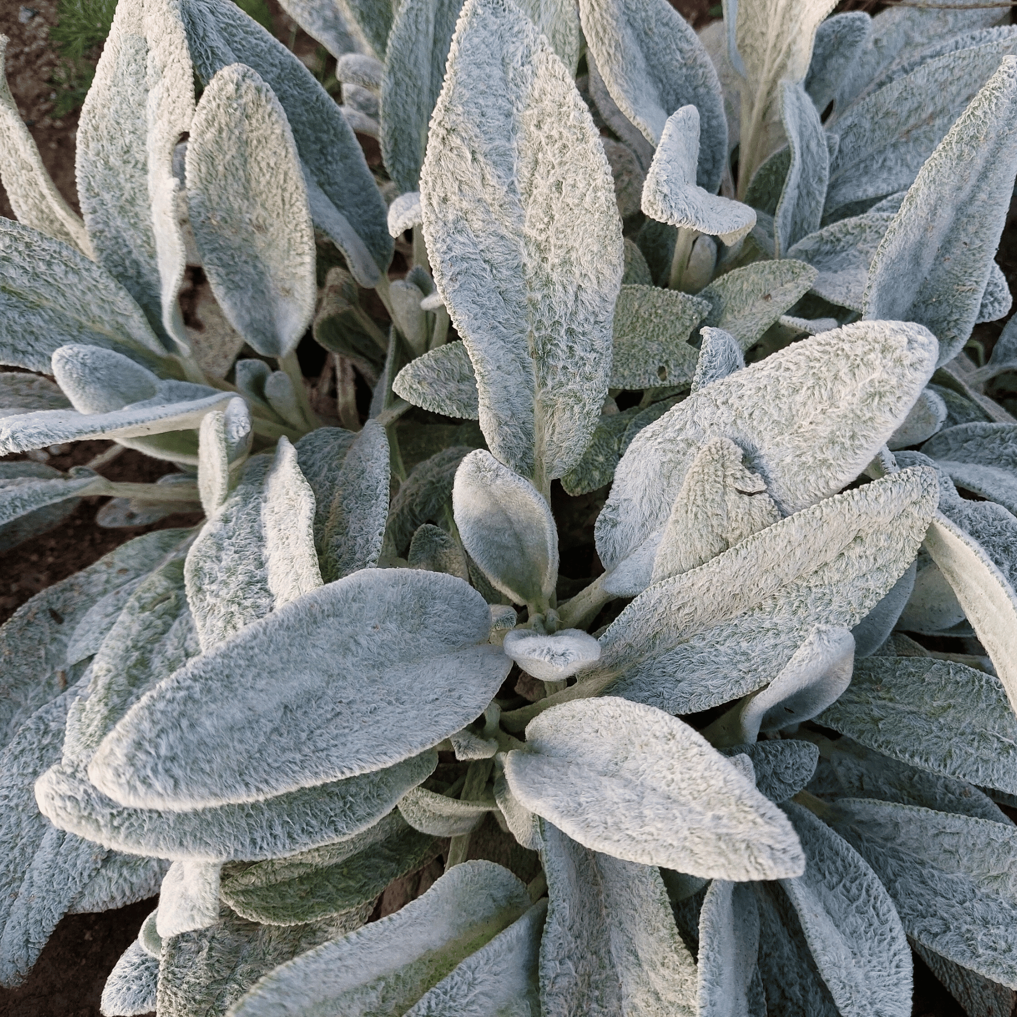 Lamb’s Ear – 50 Seeds