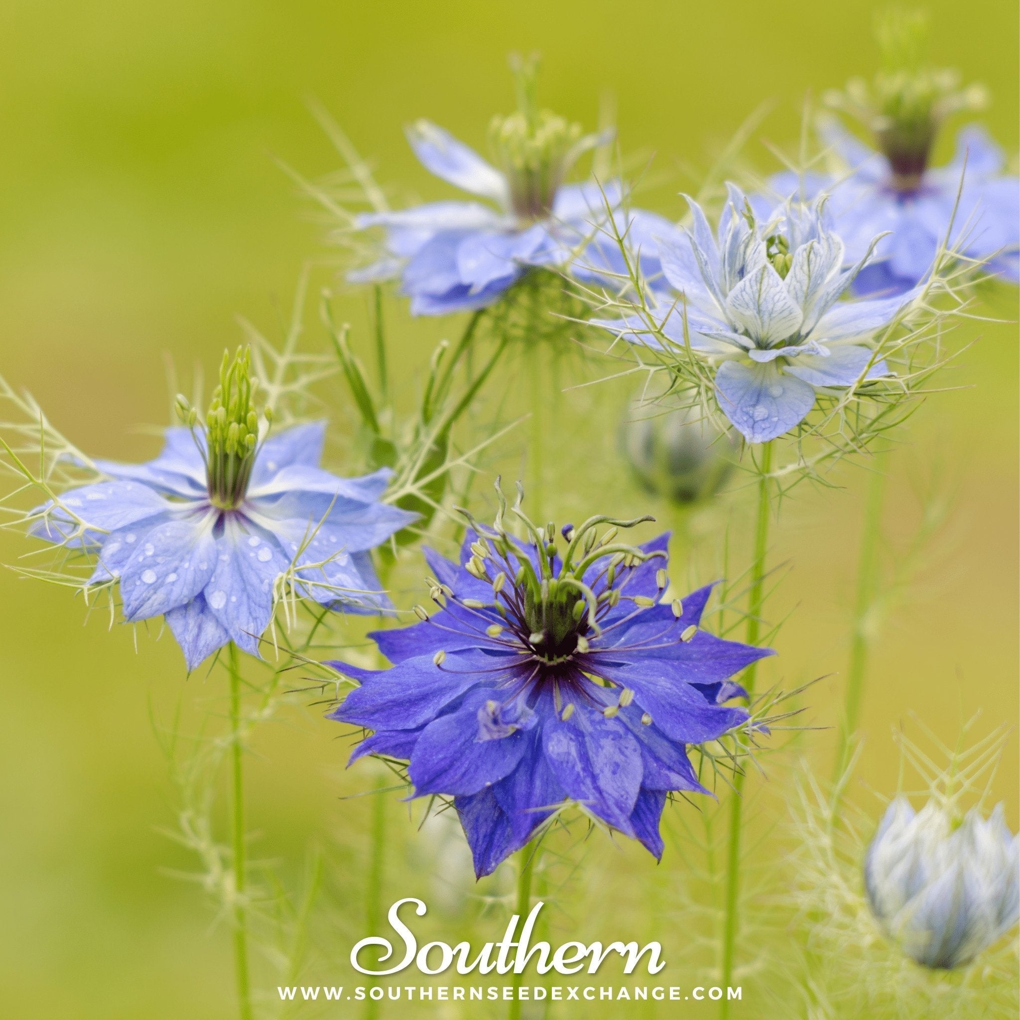 Jewels Mix Love in a Mist – 100 Seeds