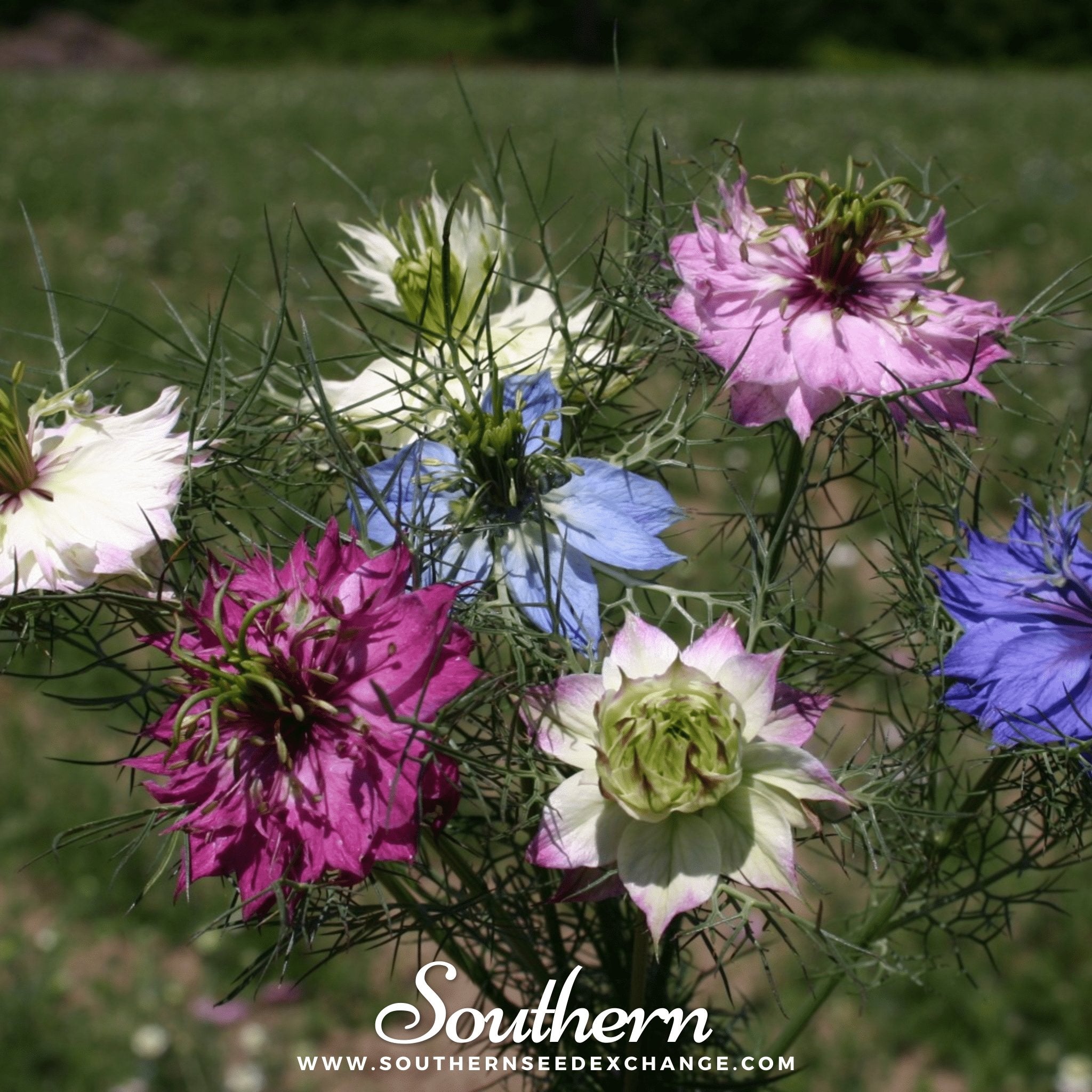 Jewels Mix Love in a Mist – 100 Seeds