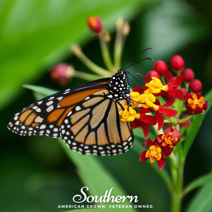 Tropical Milkweed – 50 Seeds
