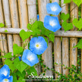 Heavenly Blue Morning Glory – 50 Seeds