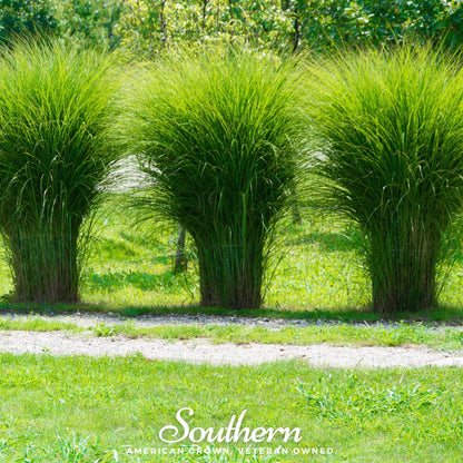 White Pampas Grass – 100 Seeds