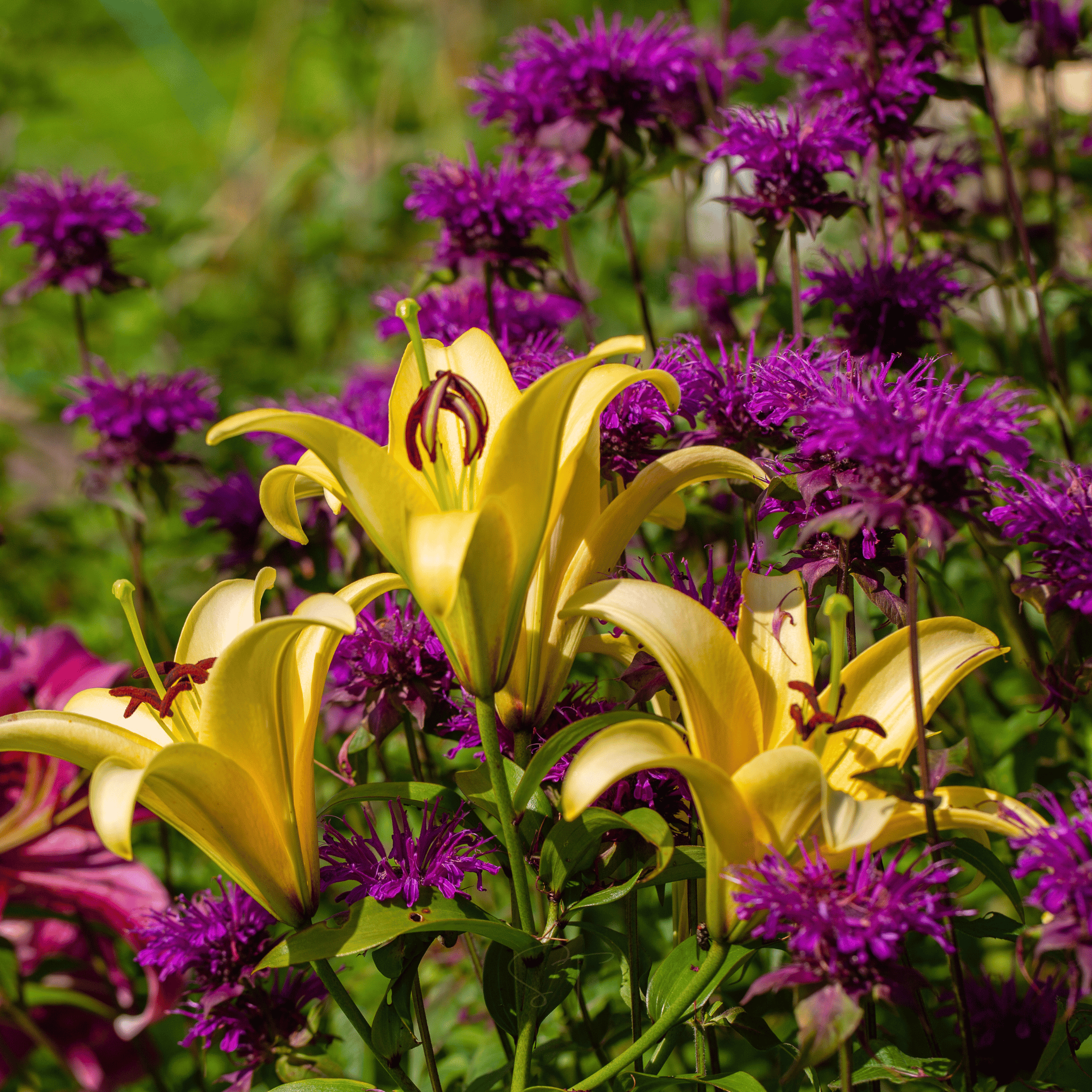 Purple Bee Balm – 50 Seeds