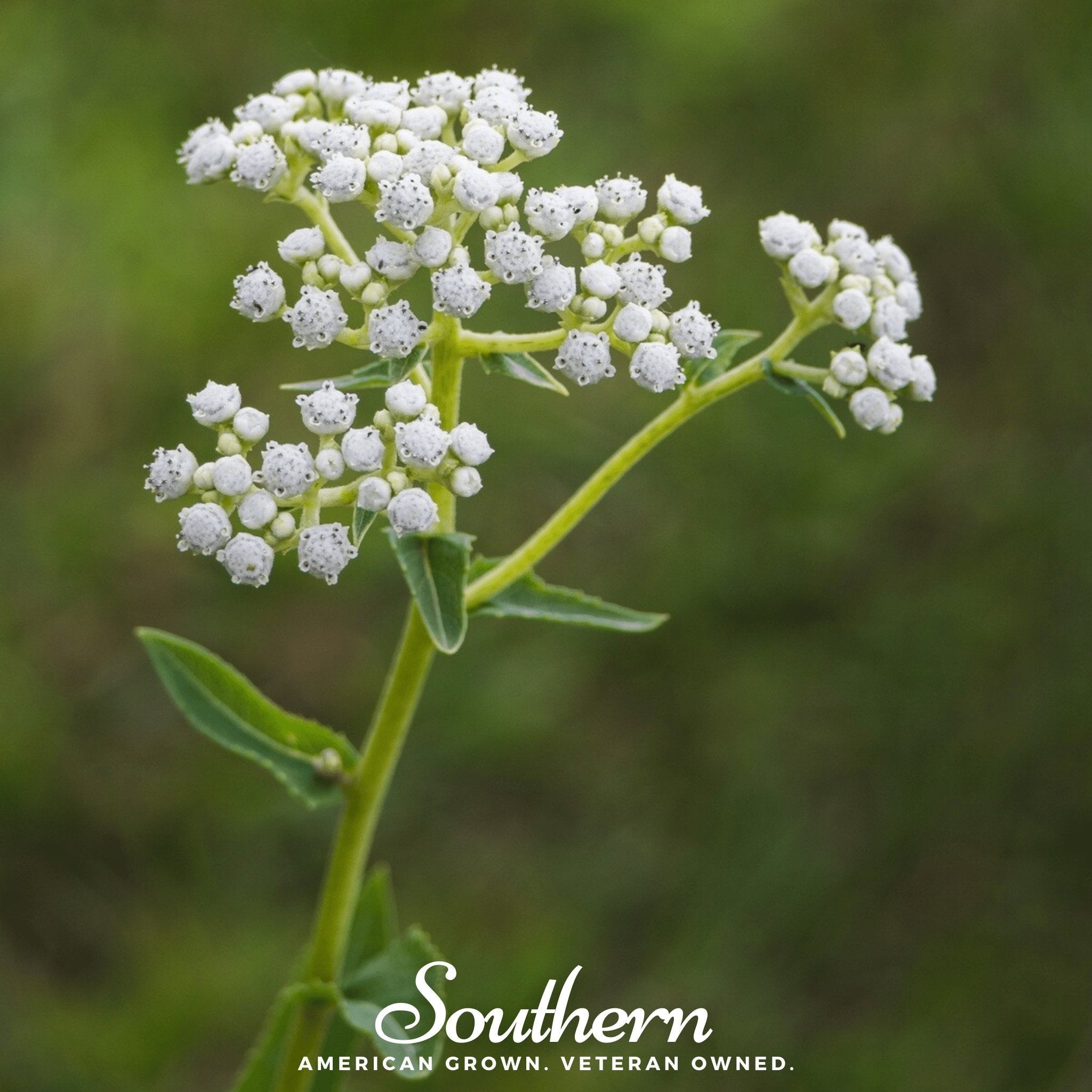 Wild Quinine – 50 Seeds