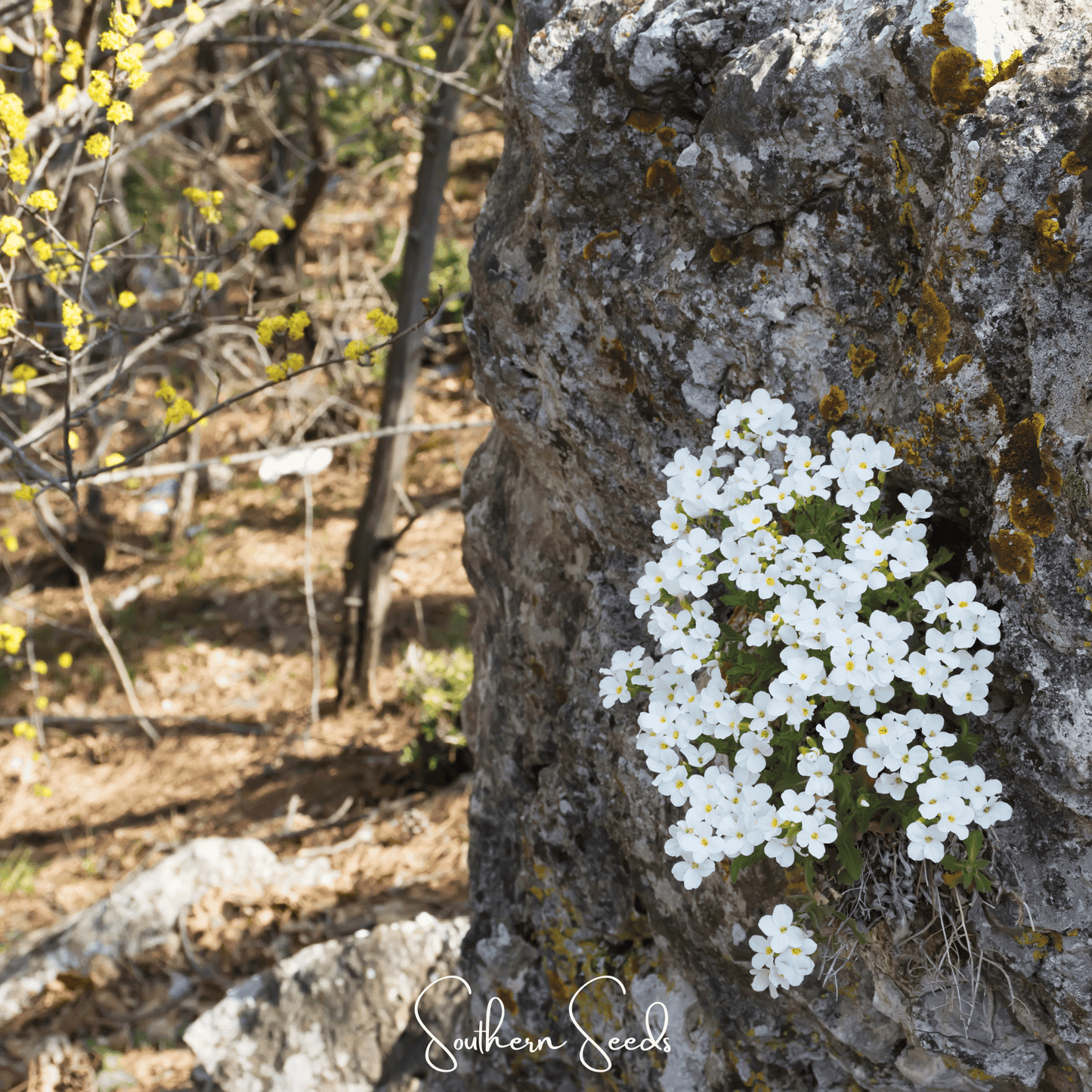 White Rockcress – 250 Seeds
