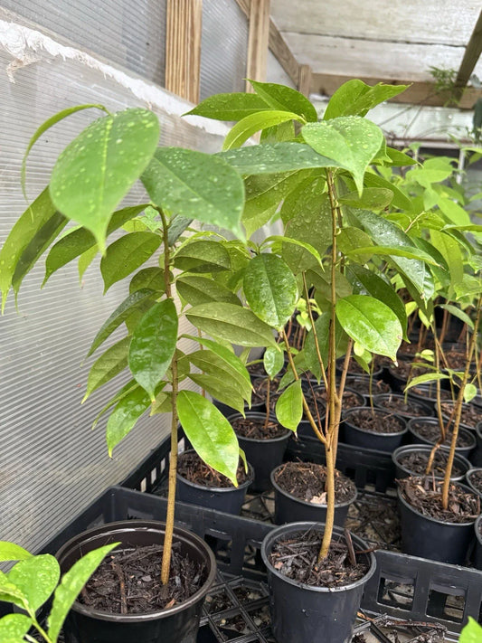 Well Rooted Muricata Soursop Tree - 11-13 Inches - Graviola Guanabana Plant (Annona muricata)