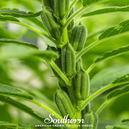 Black Sesame – 100 Seeds