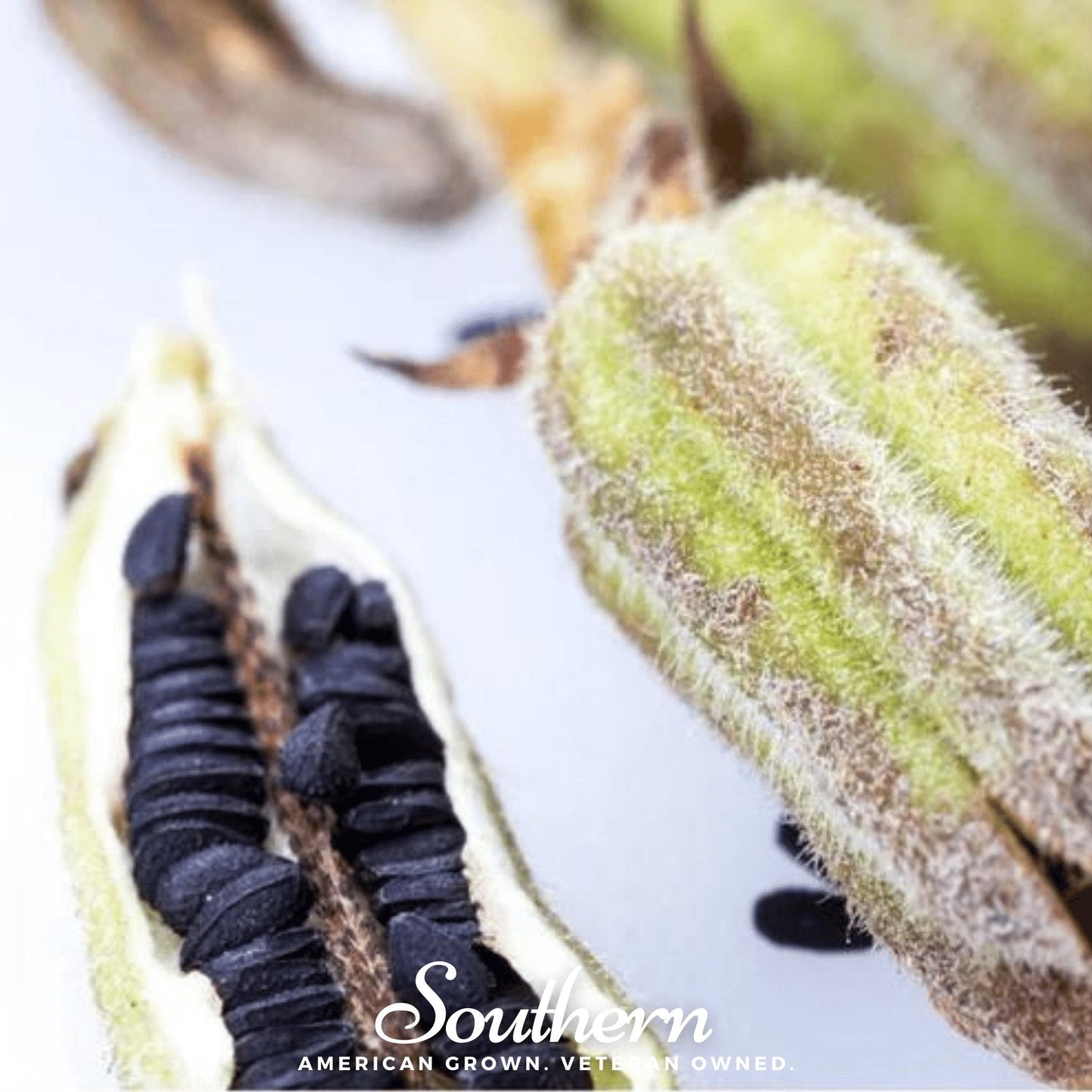 Black Sesame – 100 Seeds