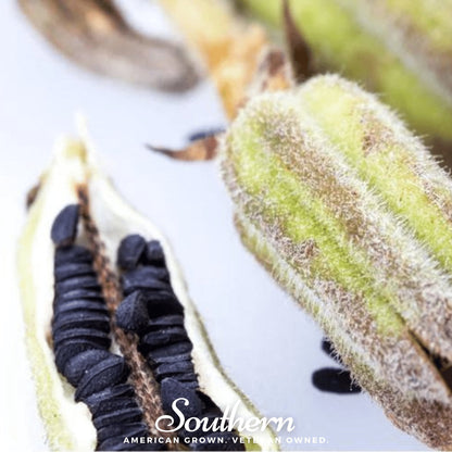 Black Sesame – 100 Seeds