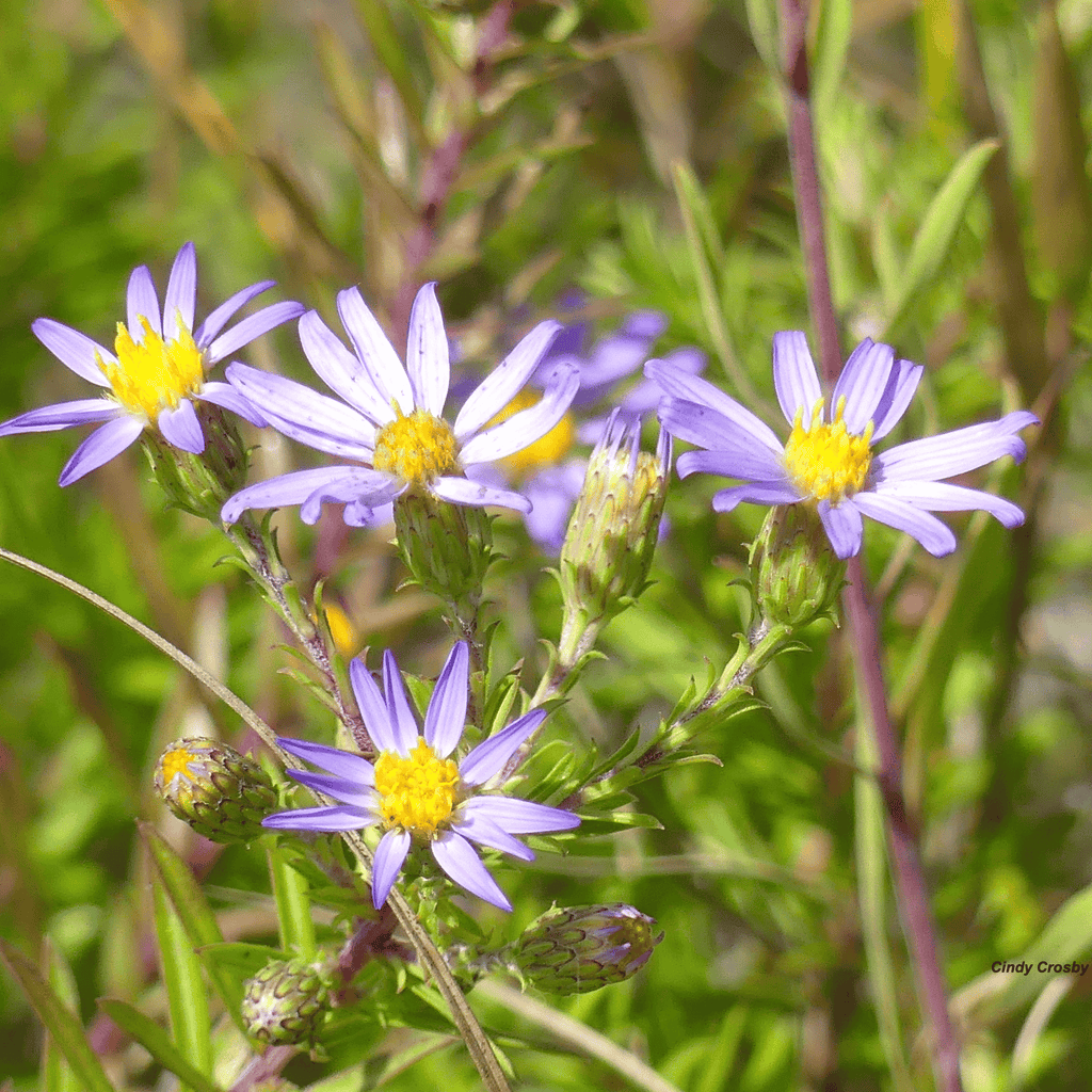 Silky Aster – 25 Seeds