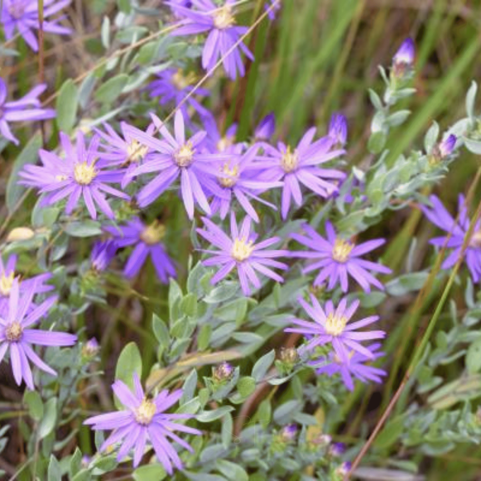 Silky Aster – 25 Seeds