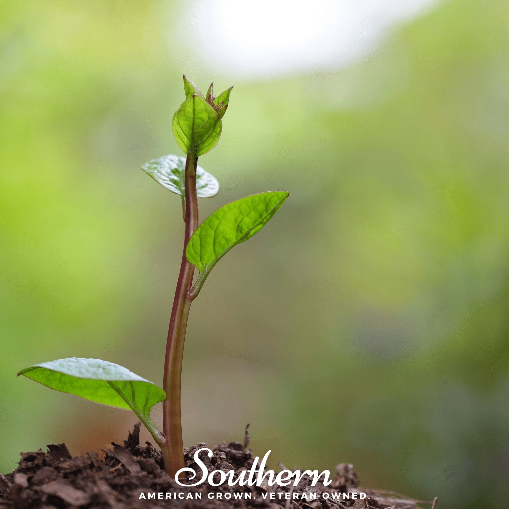 Malabar Red Spinach – 50 Seeds