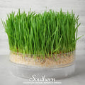 Hard Red Winter Wheat Sprout – 200 Seeds