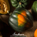 Table Queen Acorn Winter Squash – 25 Seeds